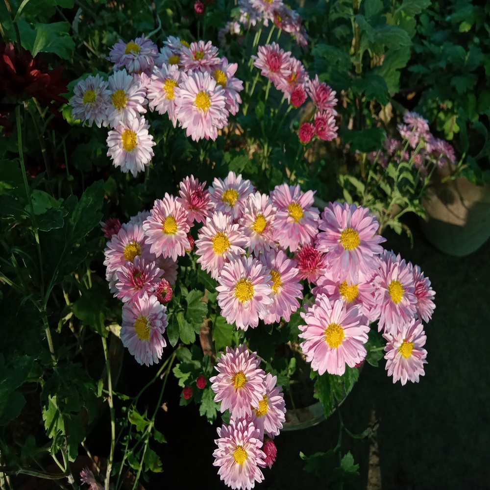 Chrysanthemum (Gul-e-Daudi) – Baghbaan