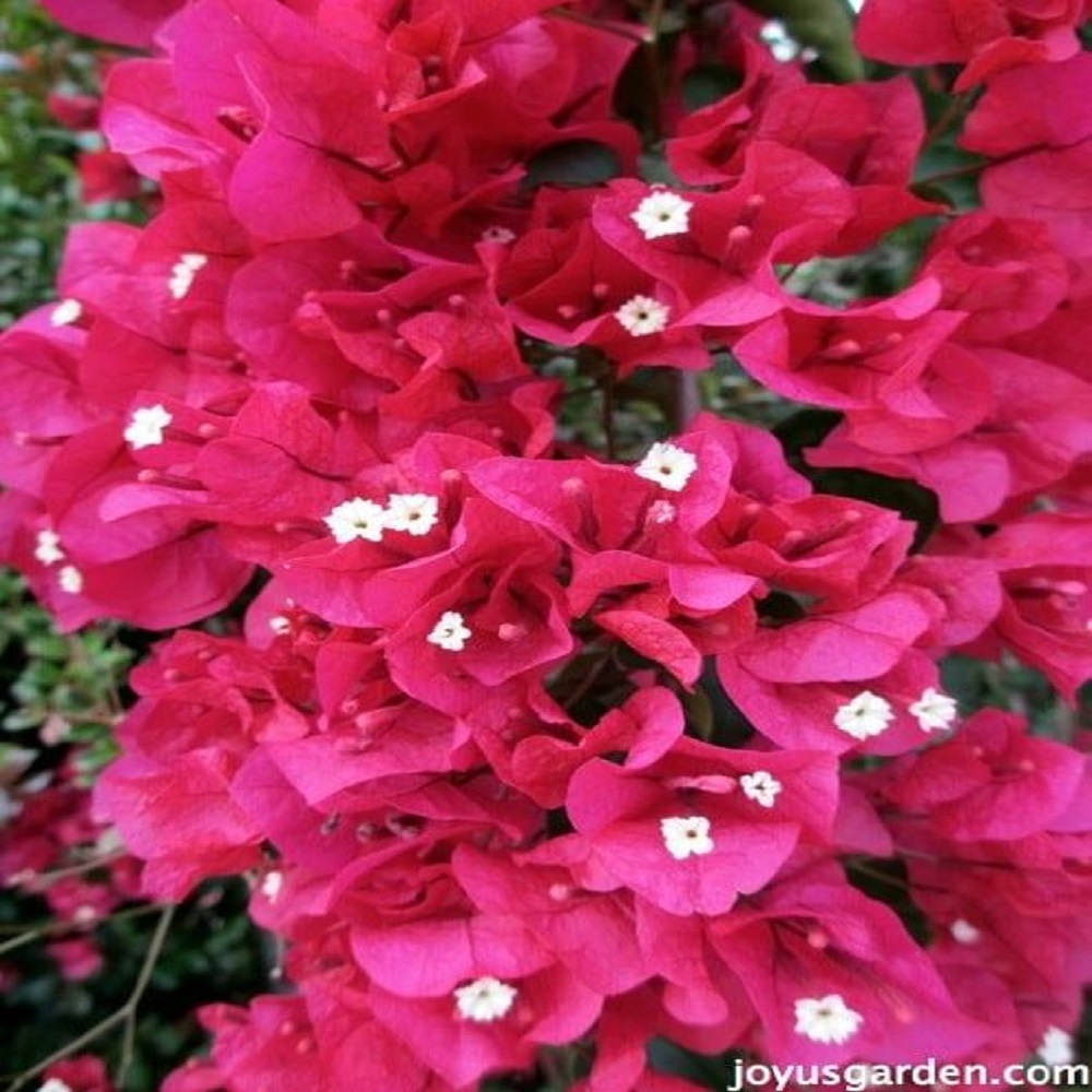 Bougainvillea (Any Color) Plant – Baghbaan